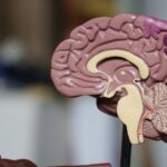 Anatomisches Modell eines menschlichen Gehirns im Längsschnitt